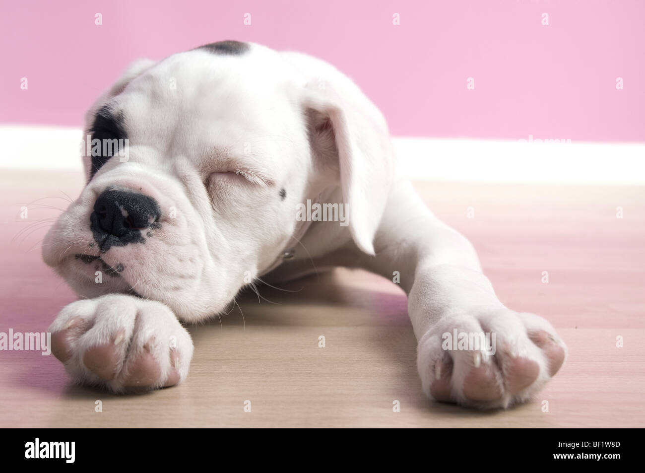 Boxer Puppy sleeping Stock Photo