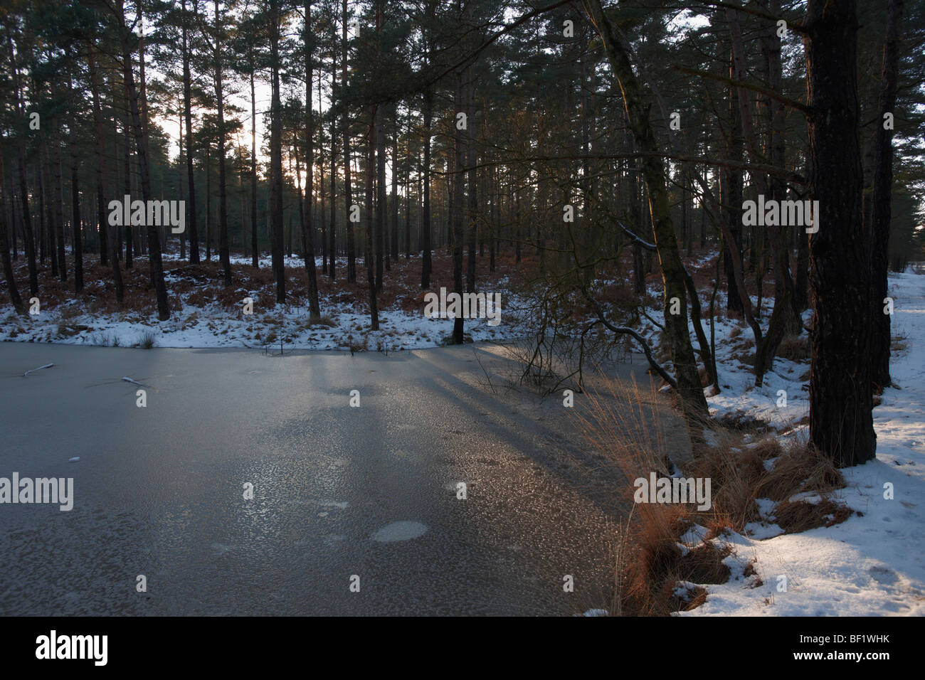 Winter in the Woods Stock Photo Alamy