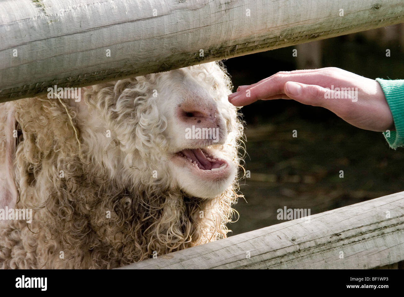 Curly hair goat hi-res stock photography and images - Alamy