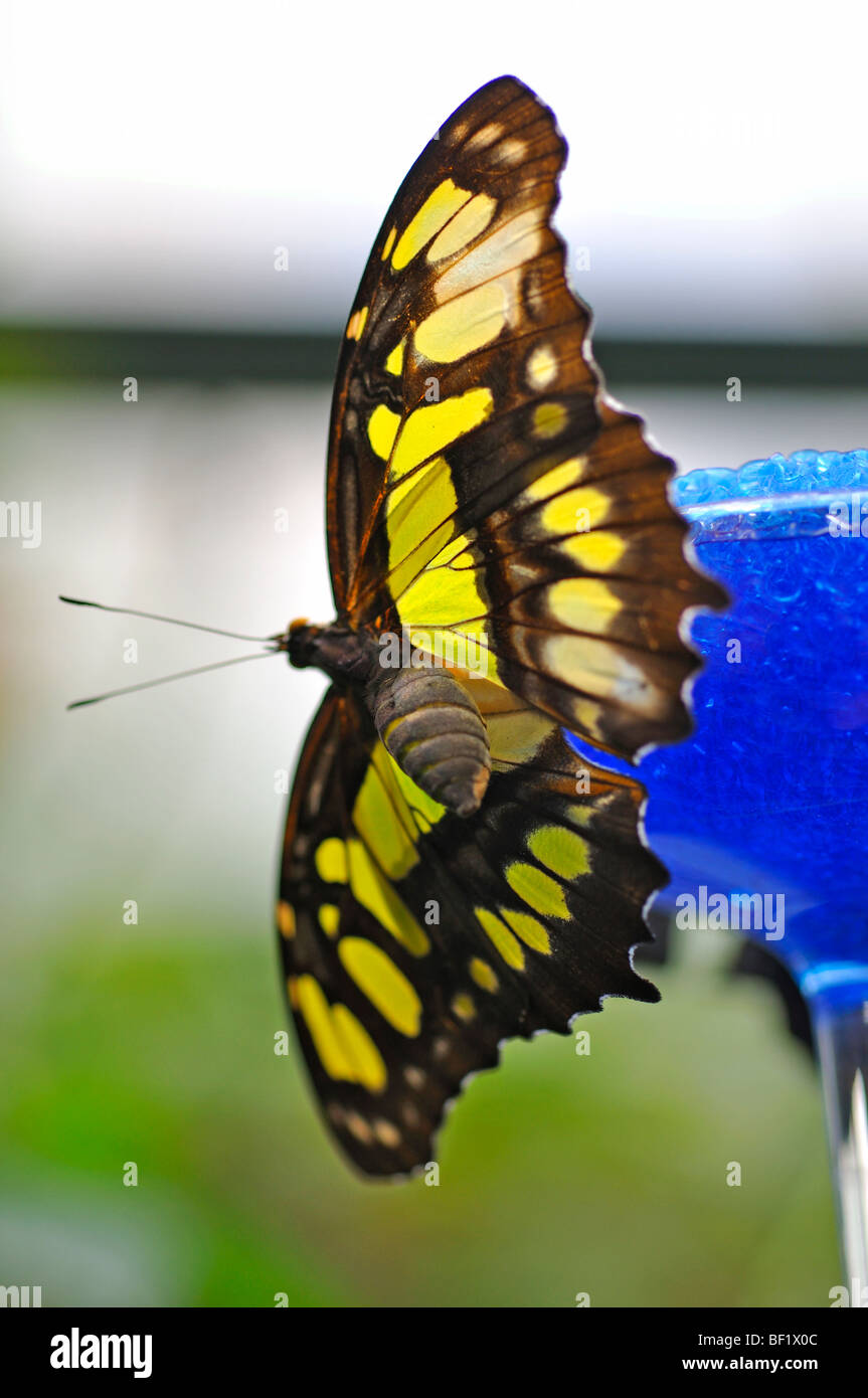 Butterfly On Nectar Feeder Stock Photos Butterfly On Nectar