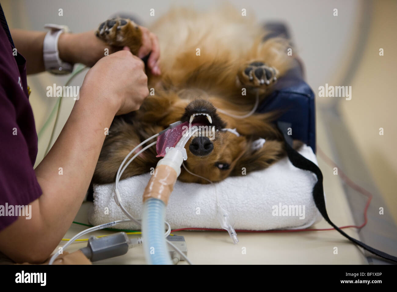 dachshund dog prepares to undergo a CT scan at veterinary clinic, Japan. Stock Photo