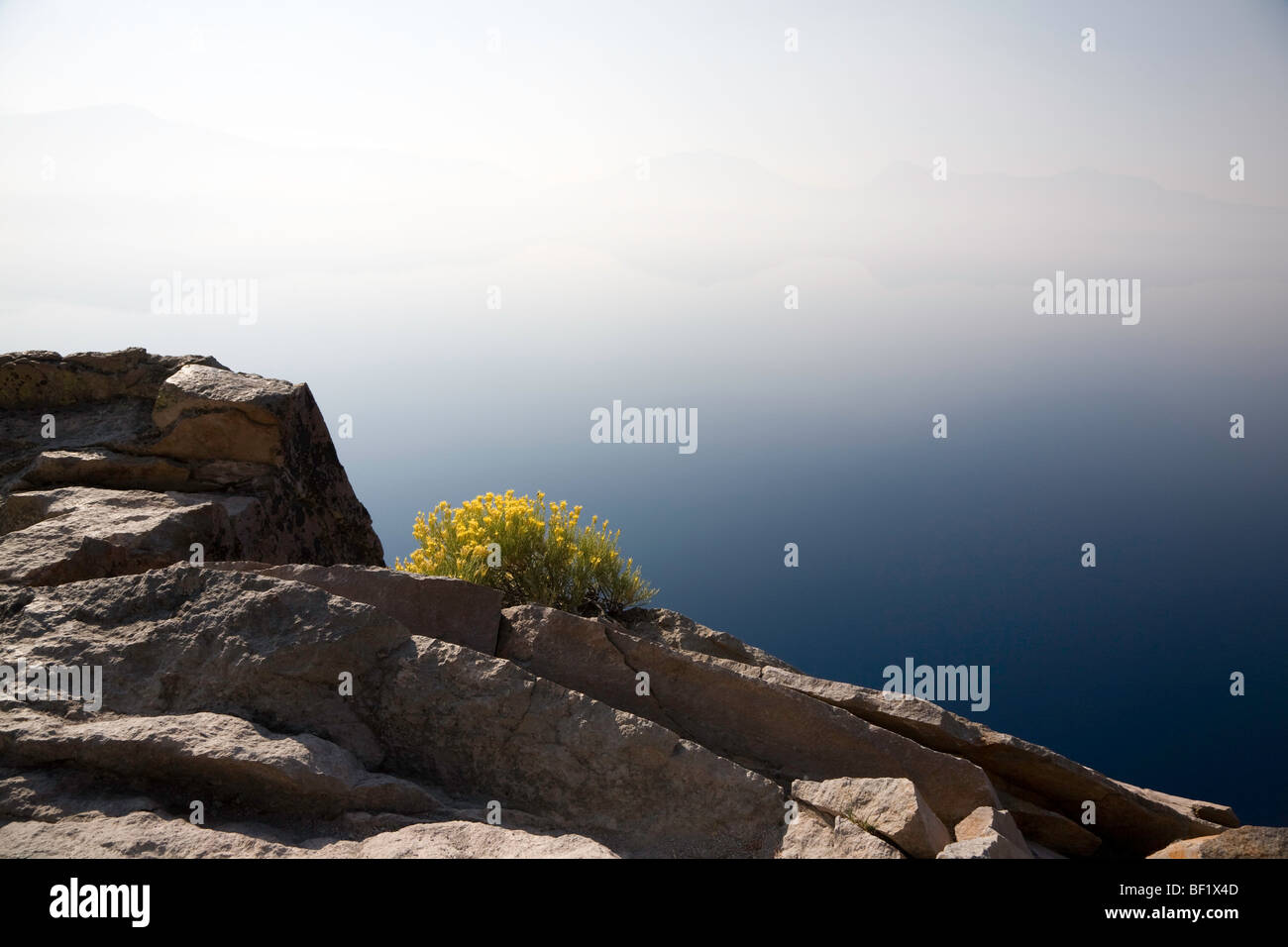 Rabbitbrush along the shore. Morning mist obscures the rim and horizon line - Crater Lake National Park Oregon Stock Photo