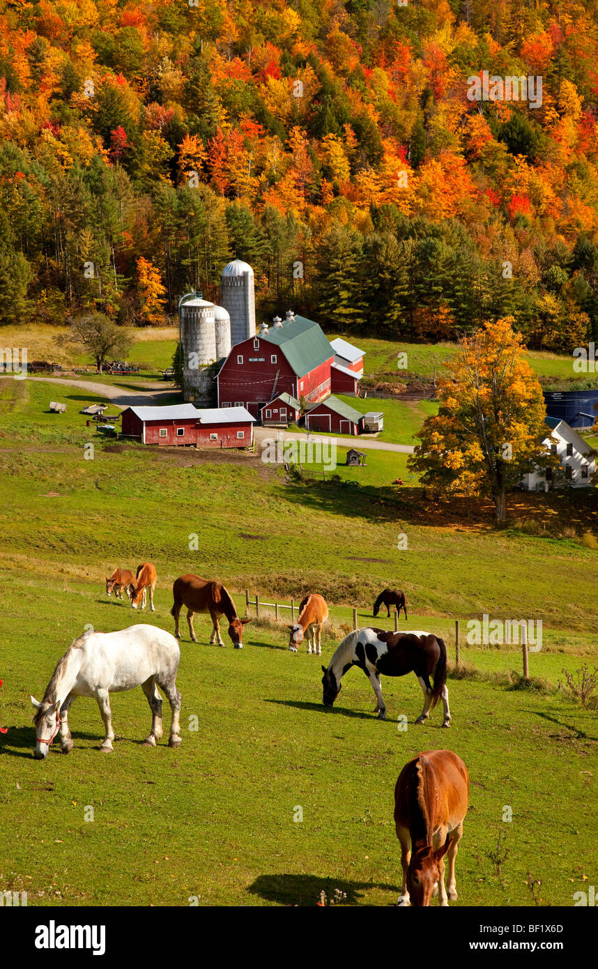 Fall horse hires stock photography and images Alamy