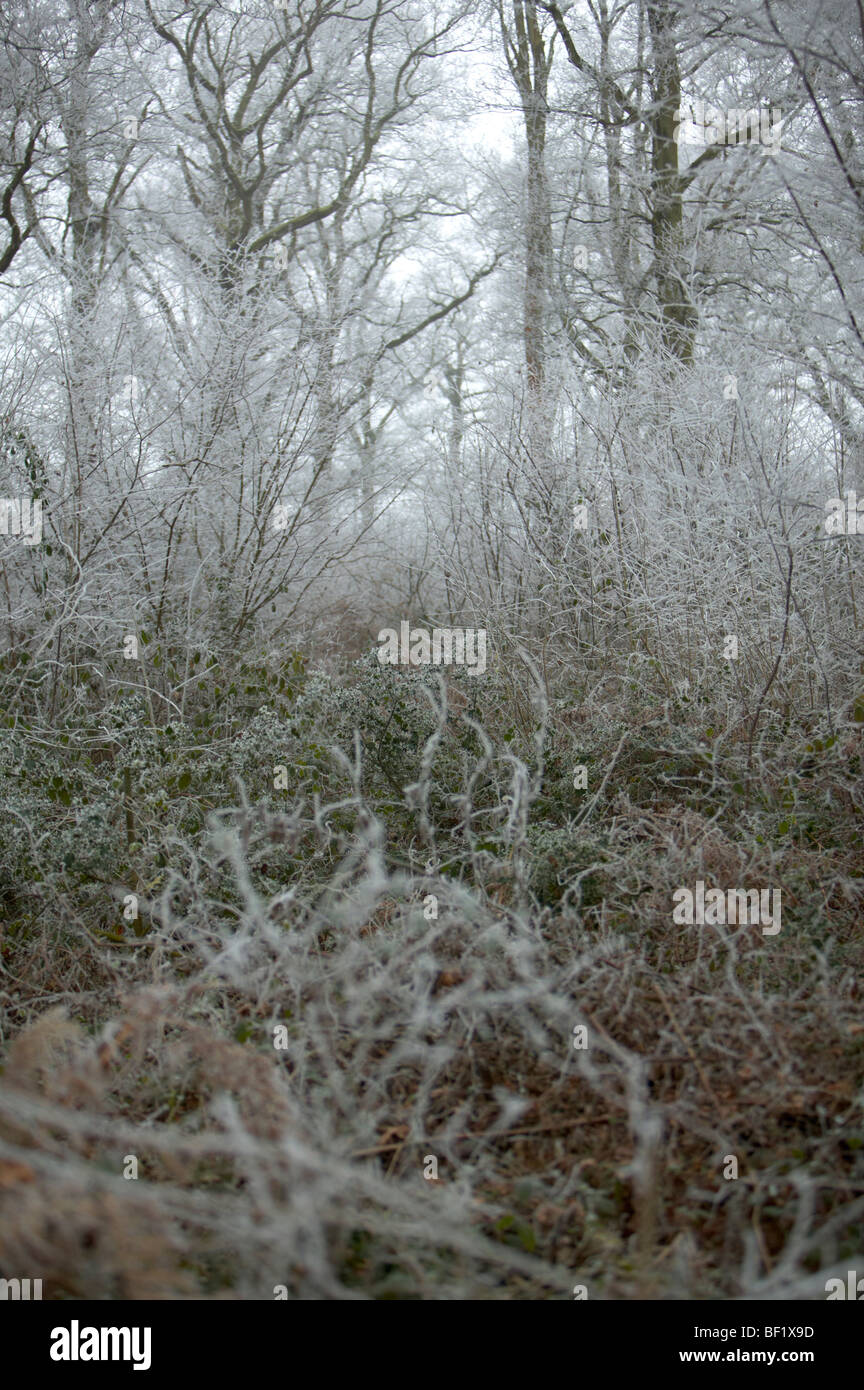 Oak woods hi-res stock photography and images - Alamy