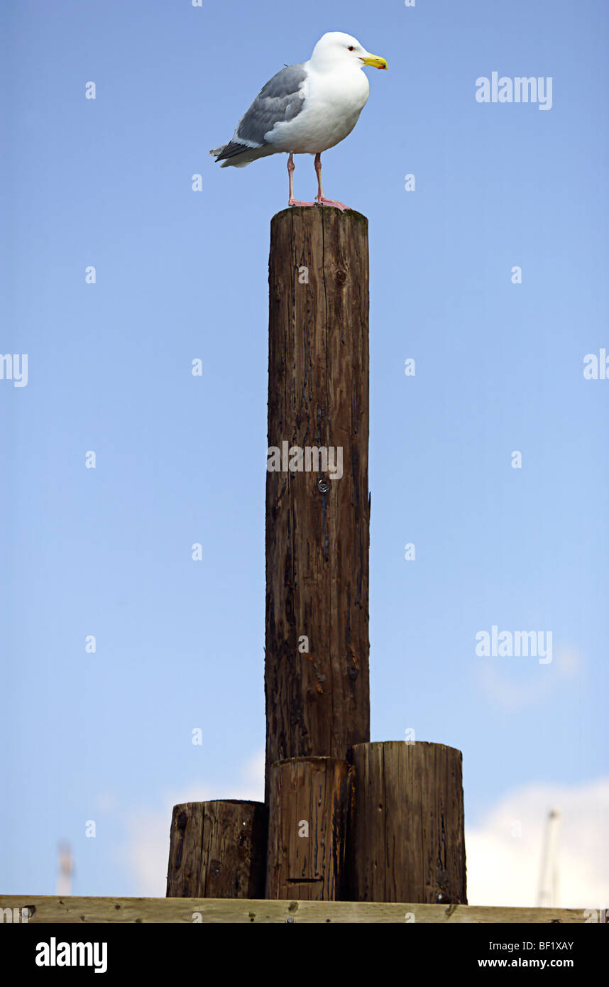 Gull sits atop marina piling Stock Photo