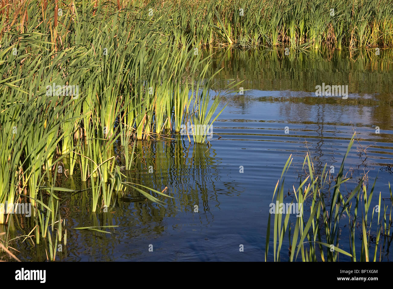 Reeds in a pond at Beighton Marsh, Sheffield Stock Photo Alamy