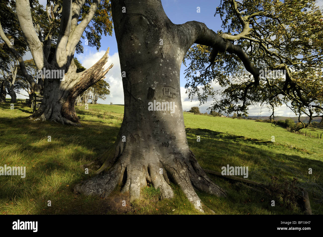 Tree with 'Hope' written on the trunk, Linley Beeches, near Church Stretton, Shropshire, England Stock Photo