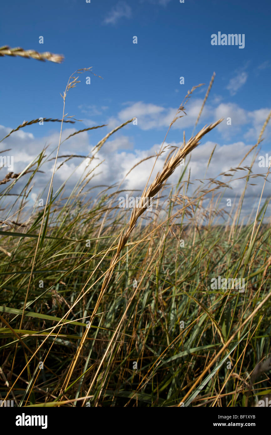 Cornfield in Virksund, Denmark. Stock Photo