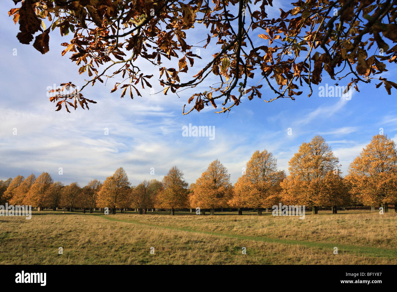 Autumn colours on the Lime Avenue in Bushy Park, the Royal Park near Hampton Court, Middlesex, England, UK. Stock Photo