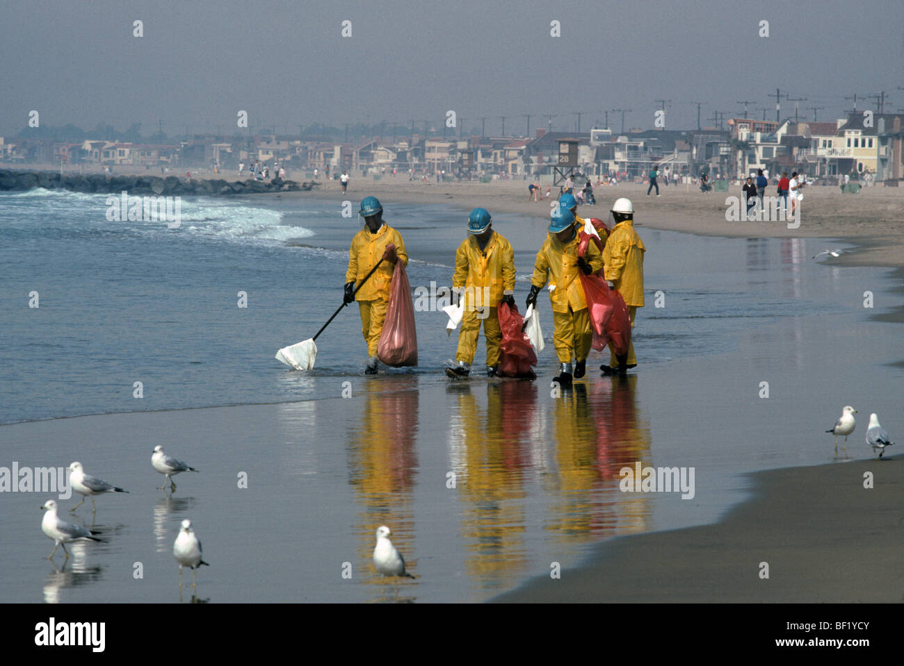 Clean up crew on beach after oil spill Stock Photo Alamy