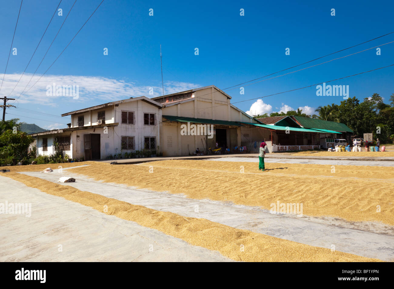A Filipino worker turns over rice as it dries outside a mill. Iloilo Philippines Stock Photo