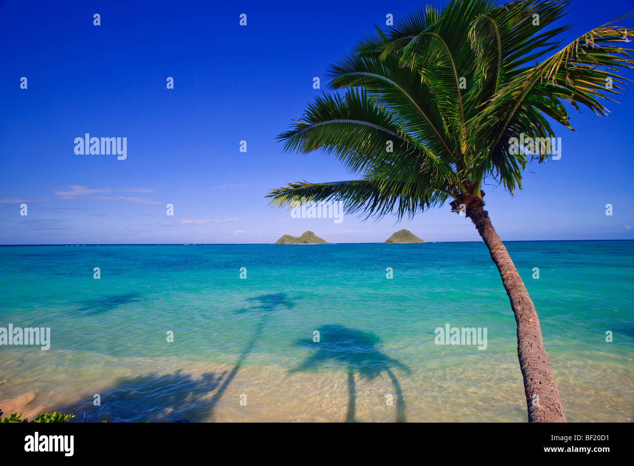 palm tree over the ocean at lanikai, hawaii Stock Photo Alamy