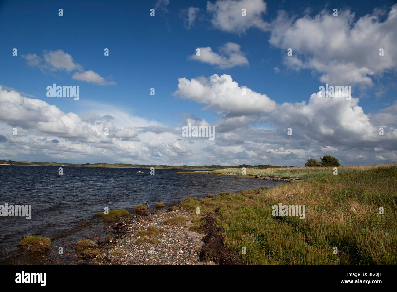 Cornfield in Virksund, Denmark. Stock Photo