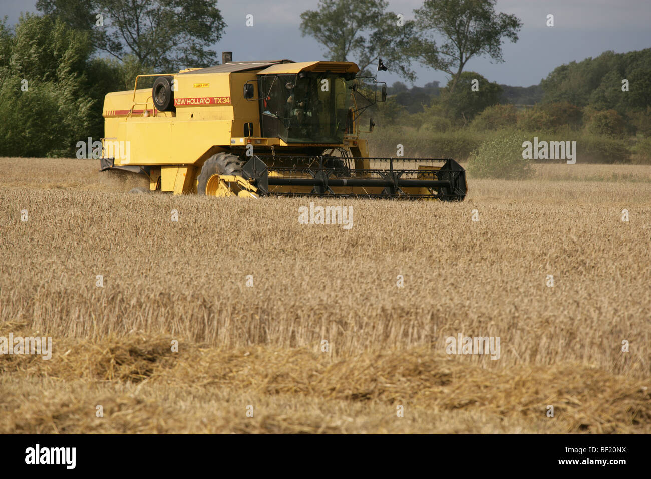 Village of Coddington, England. A New Holland TX34 Meca combine harvester at work in a Cheshire field. Stock Photo