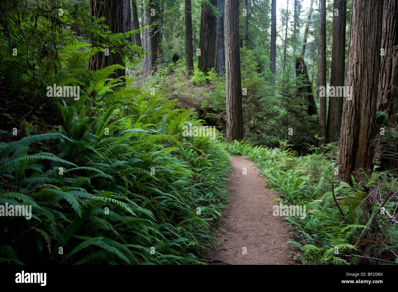 James Irvine Trail Redwood National Park Humboldt County, California Stock Photo Alamy