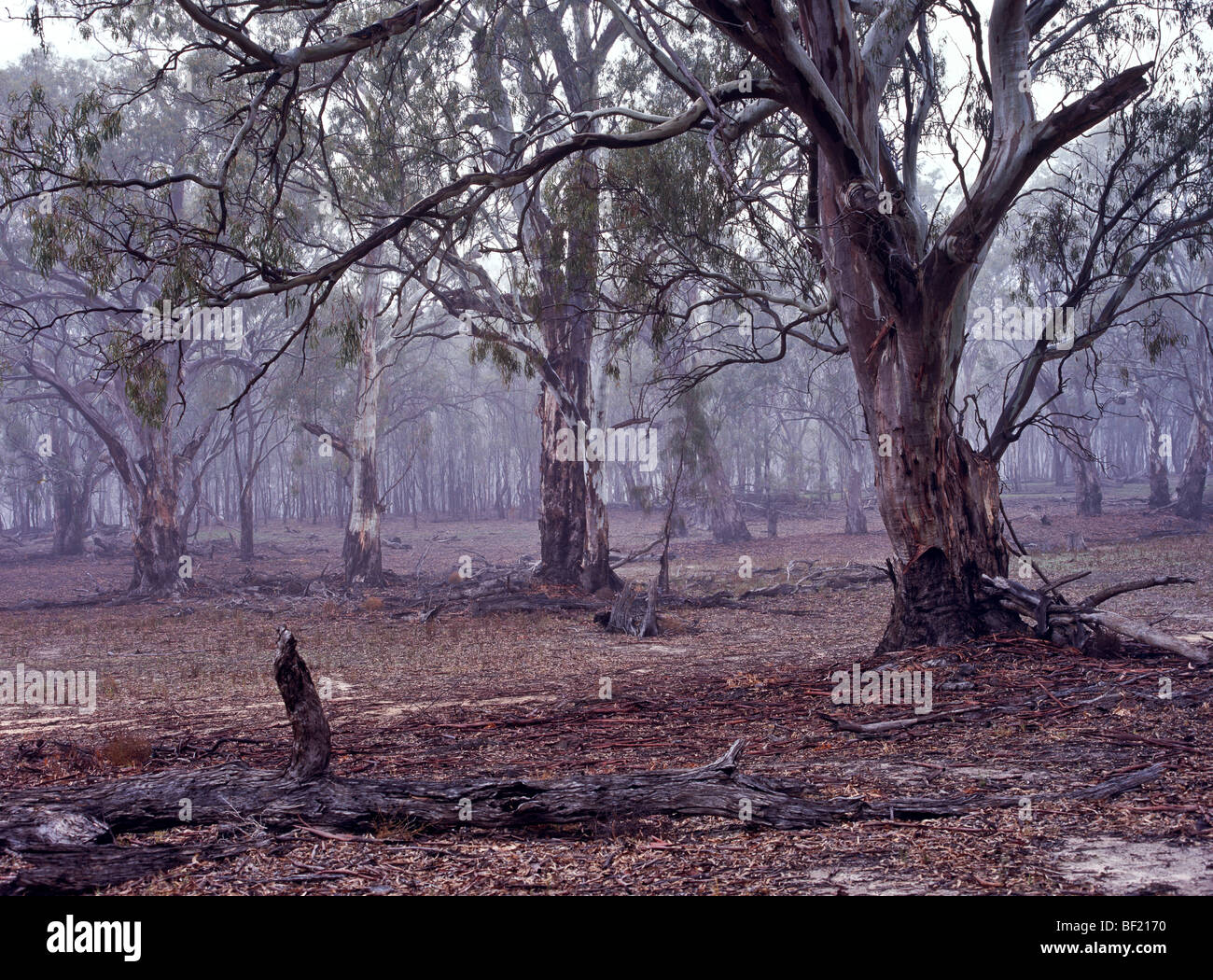 Australian eucalyptus woodland Stock Photo
