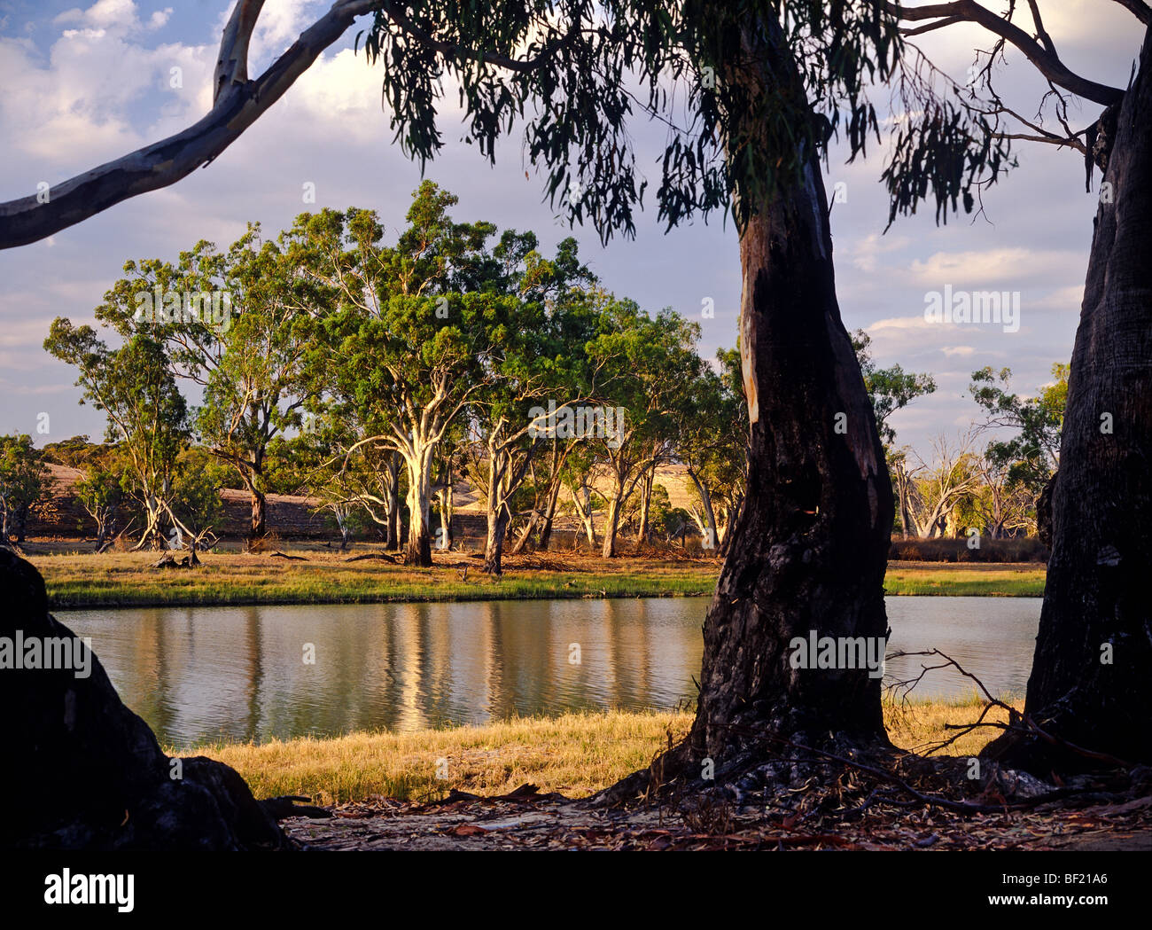 Murray River, “South Australia” Stock Photo Alamy