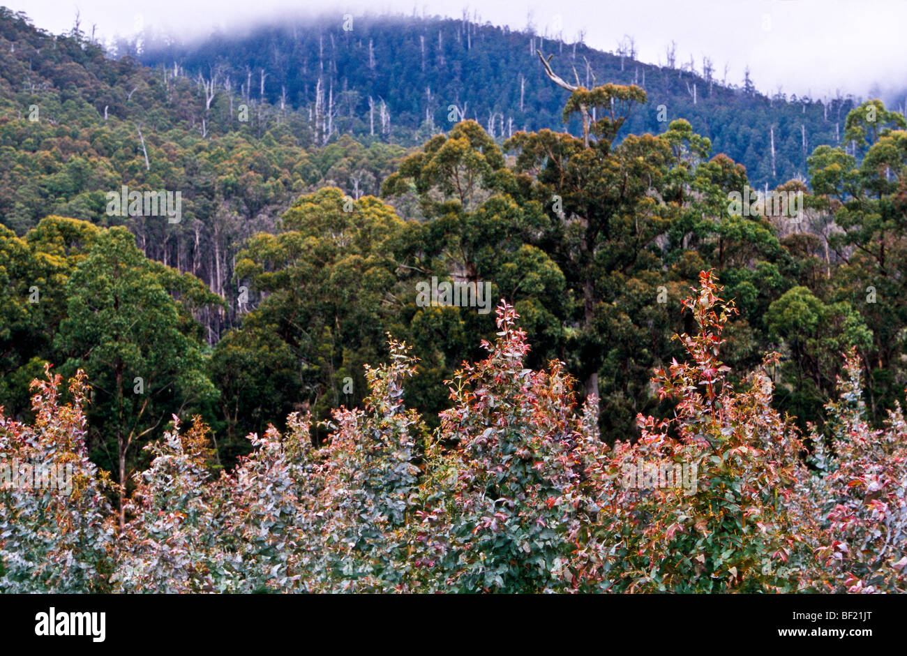 Plantation & old growth forest, Tasmania, Australia Stock Photo Alamy