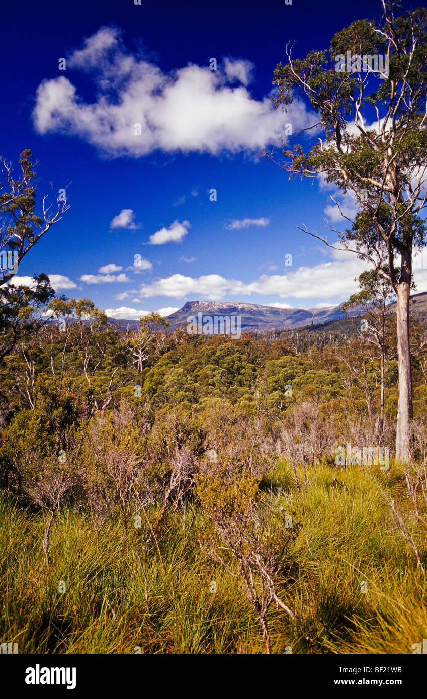 Florentine Valley, Tasmania. Australia Stock Photo
