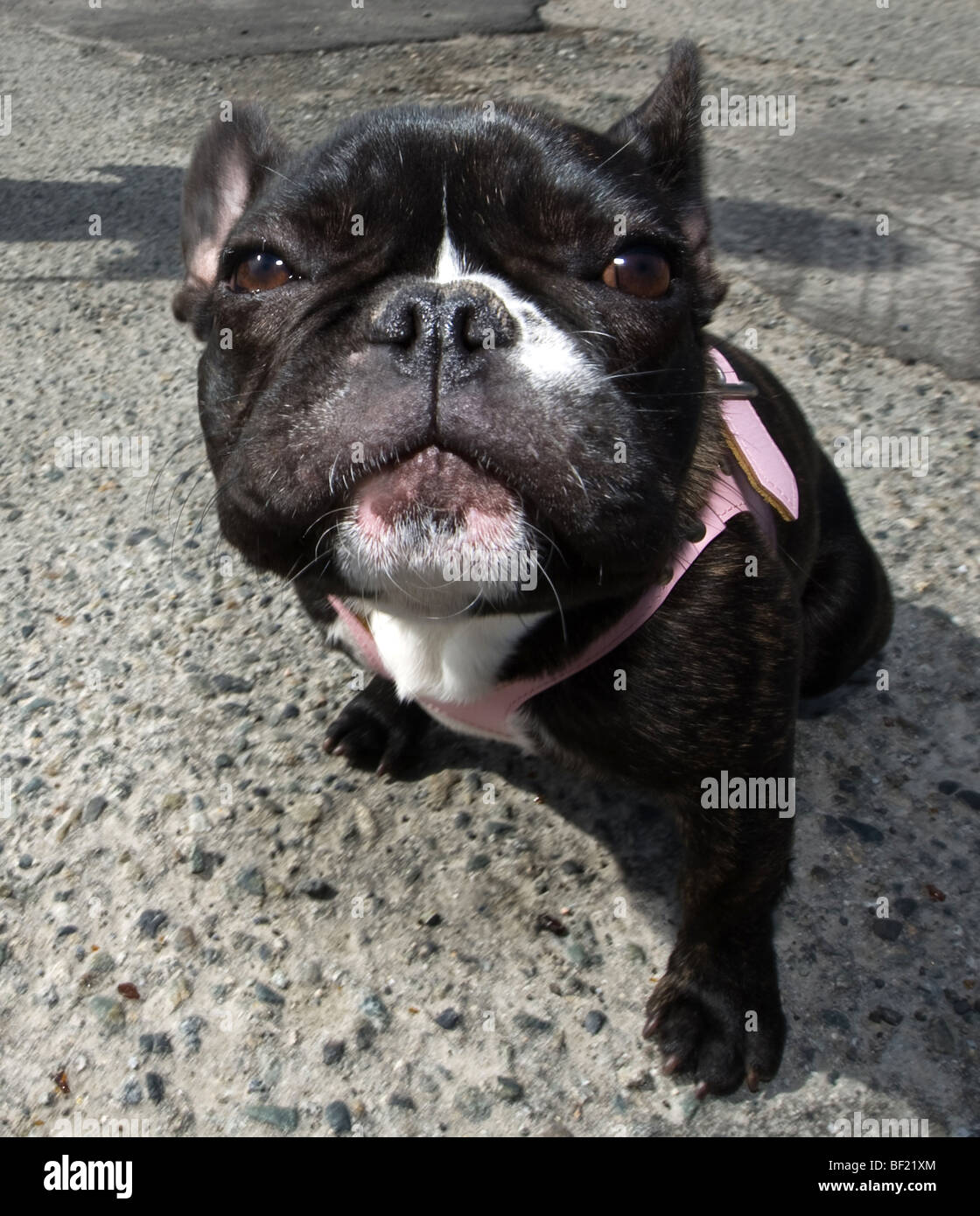 Pug with halter hi res stock photography and images Alamy