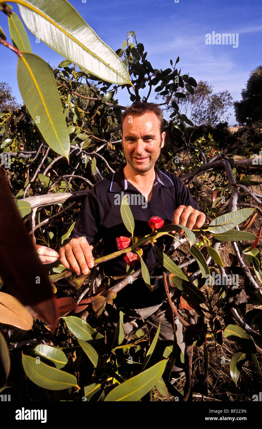 Arboriculturist in eucalyptus arboretum, Australia Stock Photo