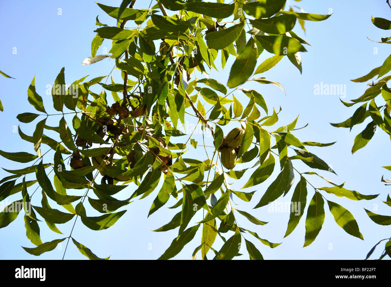 Pecan tree branches hi-res stock photography and images - Alamy