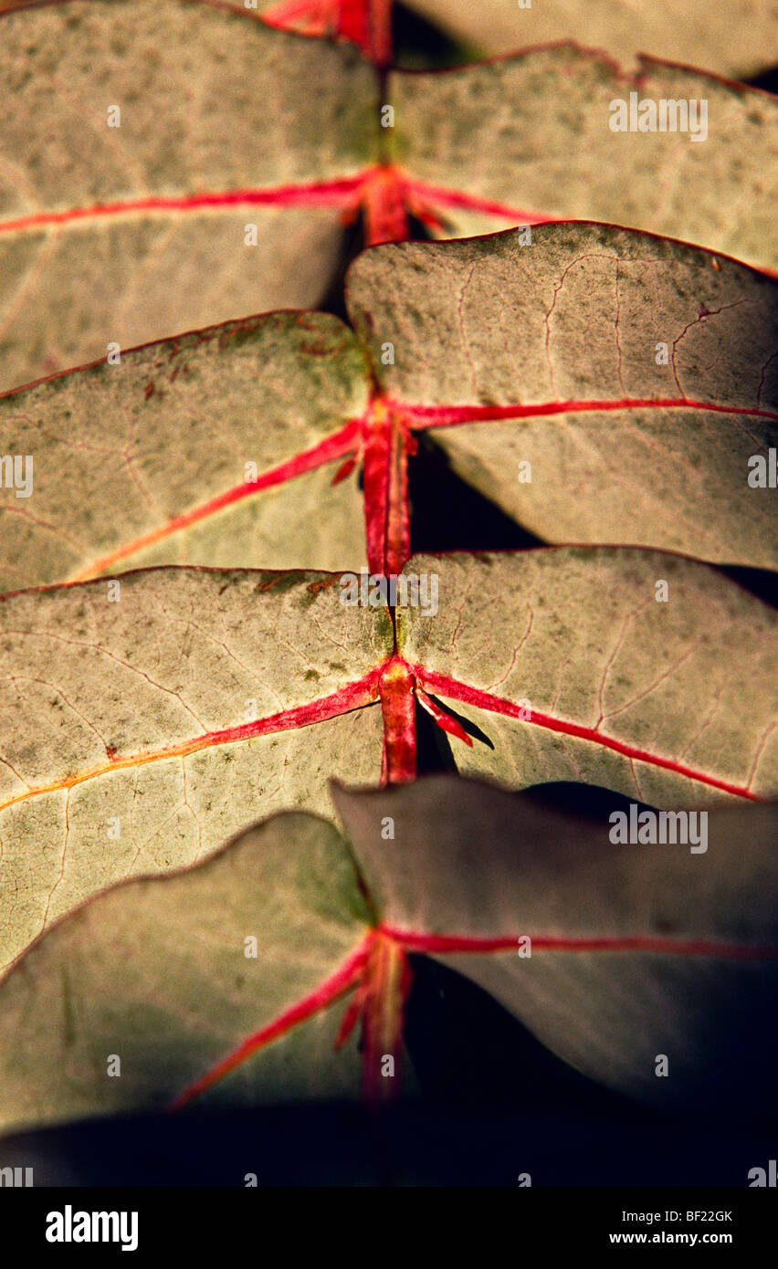 Eucalypt leaves, Australia Stock Photo