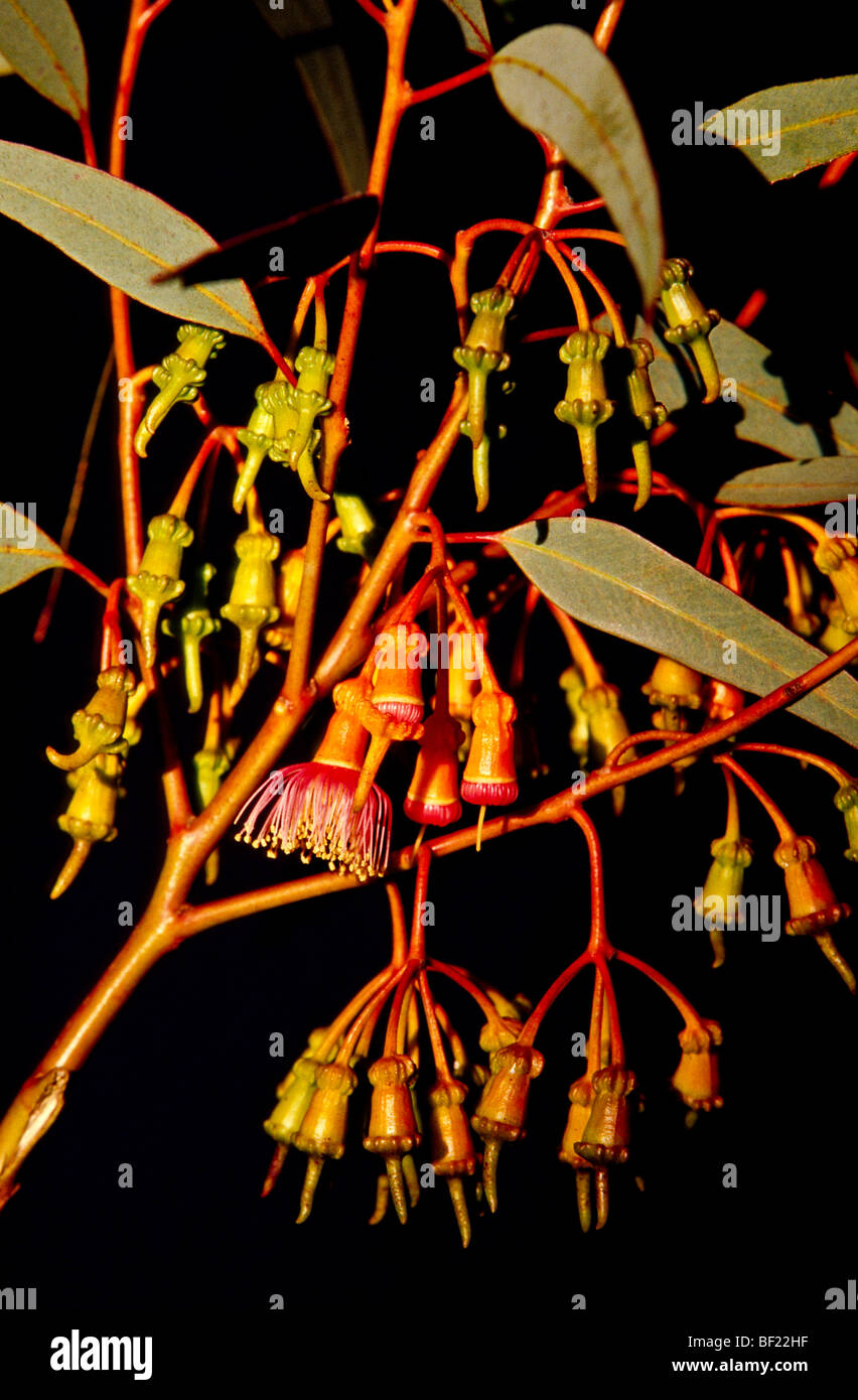 Close-up eucalyptus flowers Australia Stock Photo