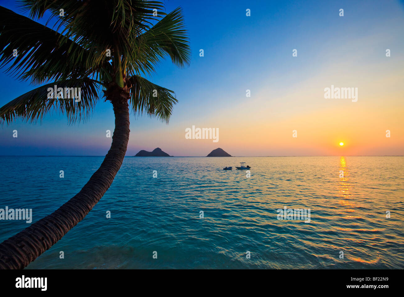 Sunrise with palm tree hi-res stock photography and images - Alamy
