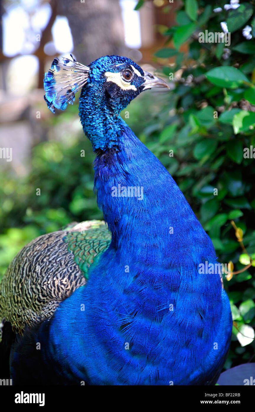 Peacock head indian hi-res stock photography and images - Alamy