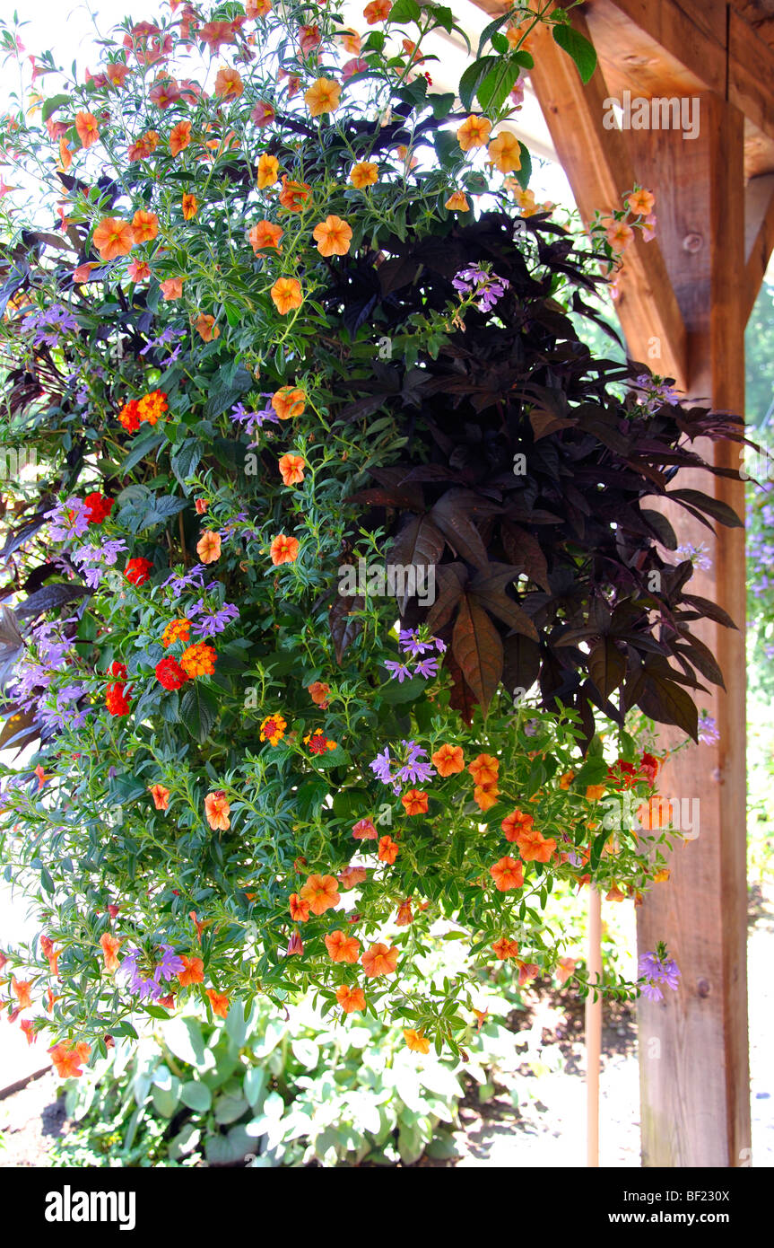 Hanging plant on porch Stock Photo Alamy