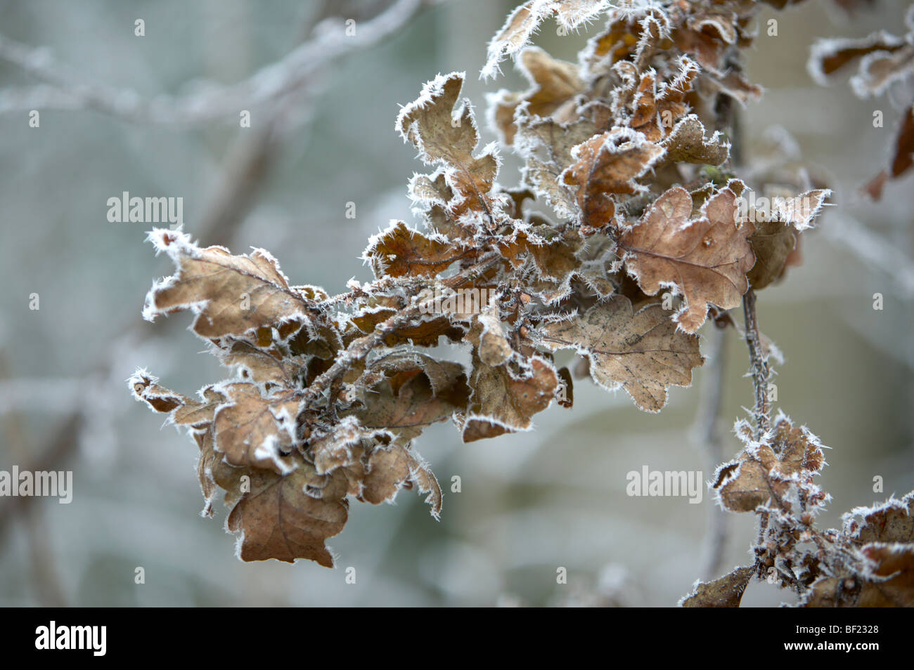 Frost oak leaves hi-res stock photography and images - Alamy