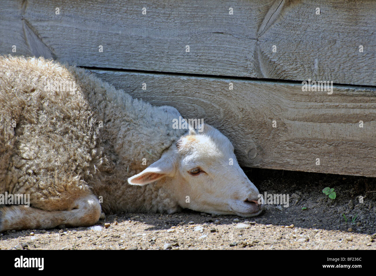 Sheep resting in shade Stock Photo