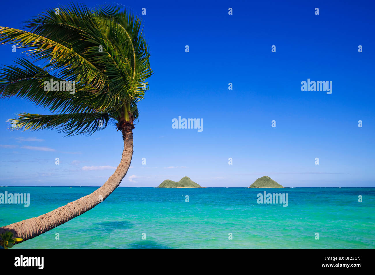 palm tree over the ocean at lanikai, hawaii Stock Photo Alamy