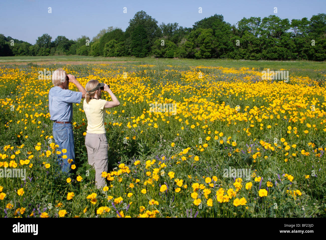 Two Birdwatchers in Field of Coreopsis Flowers Stock Photo