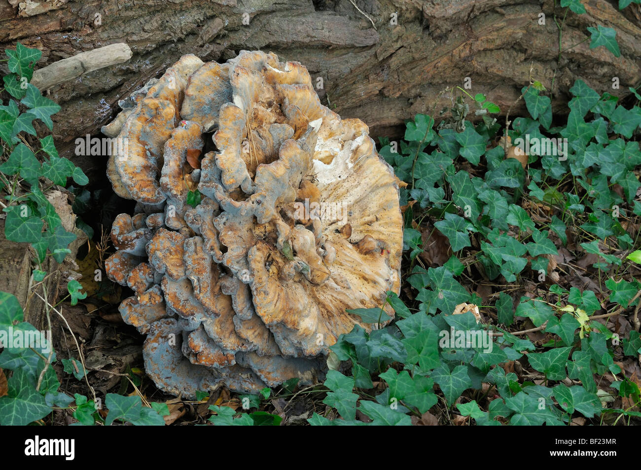 Giant Bracket Fungi - Meripilus gigantean, with secondary mould growth of Penicillium Stock Photo