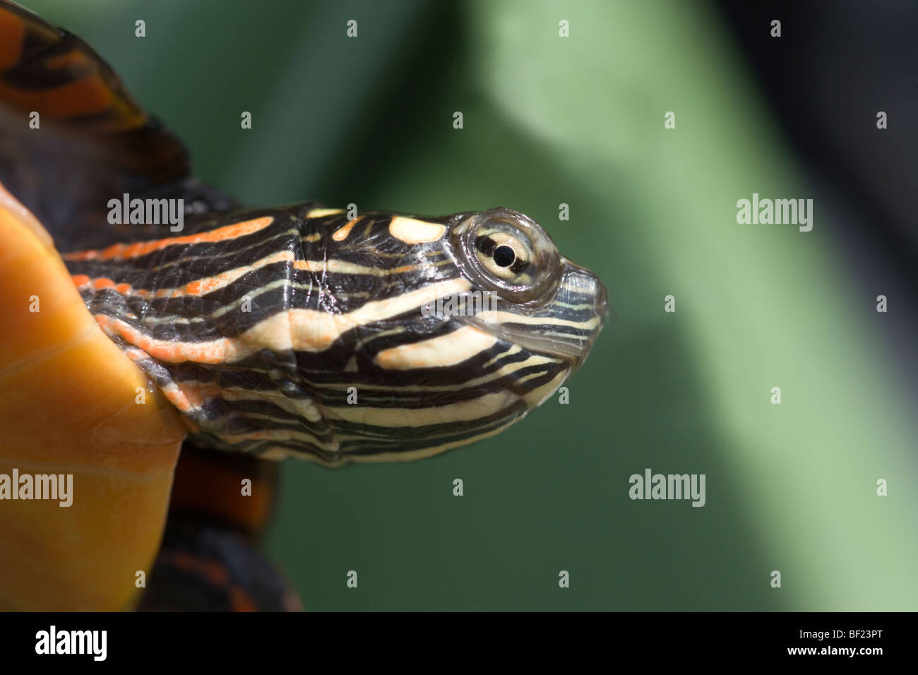 Eastern painted turtle head hires stock photography and images Alamy
