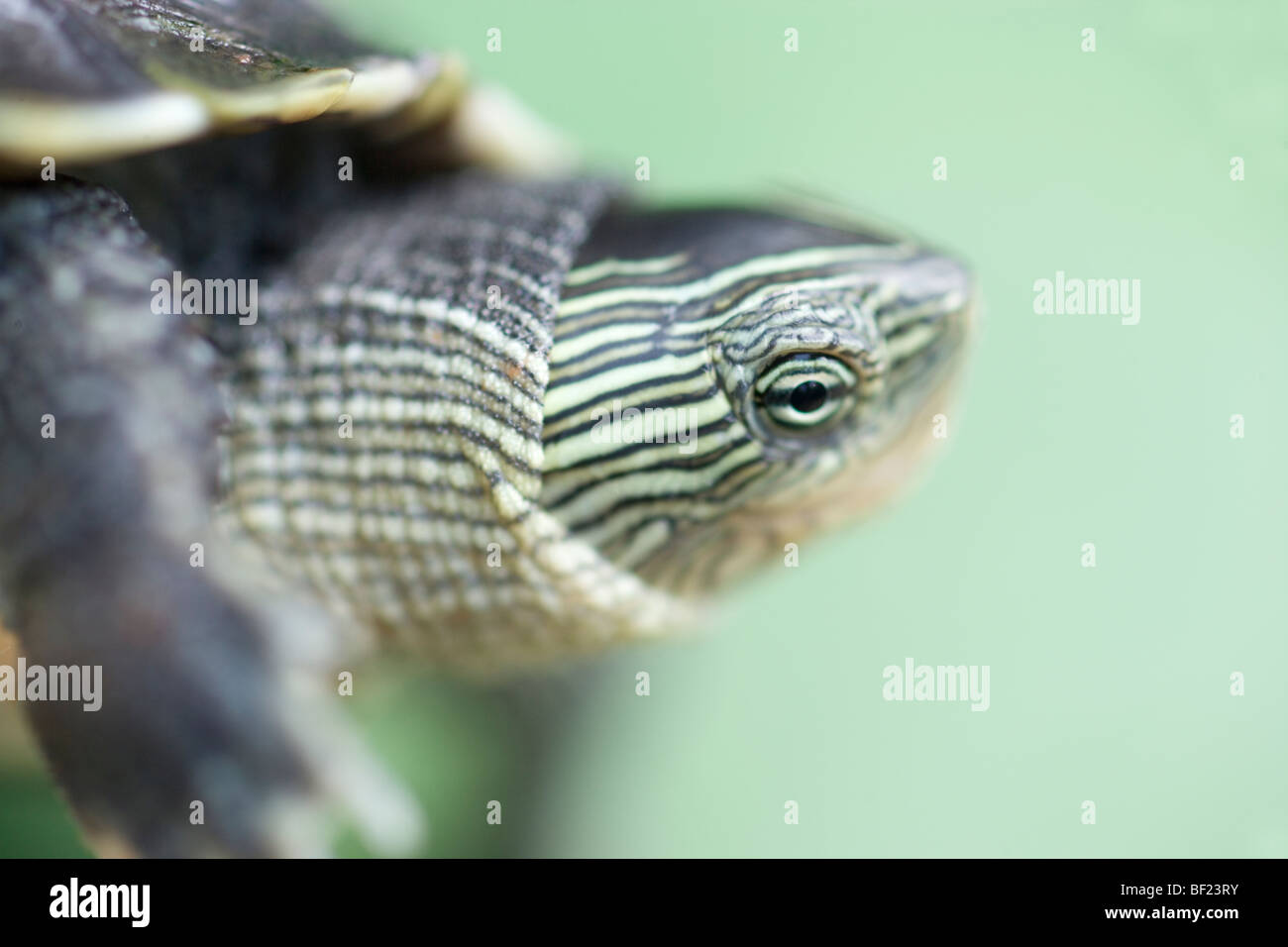 Chinese Stripe-necked Turtle (Ocadia sinensis). Distribution includes southern China, Twainan, Hainan, Vietnam. Stock Photo