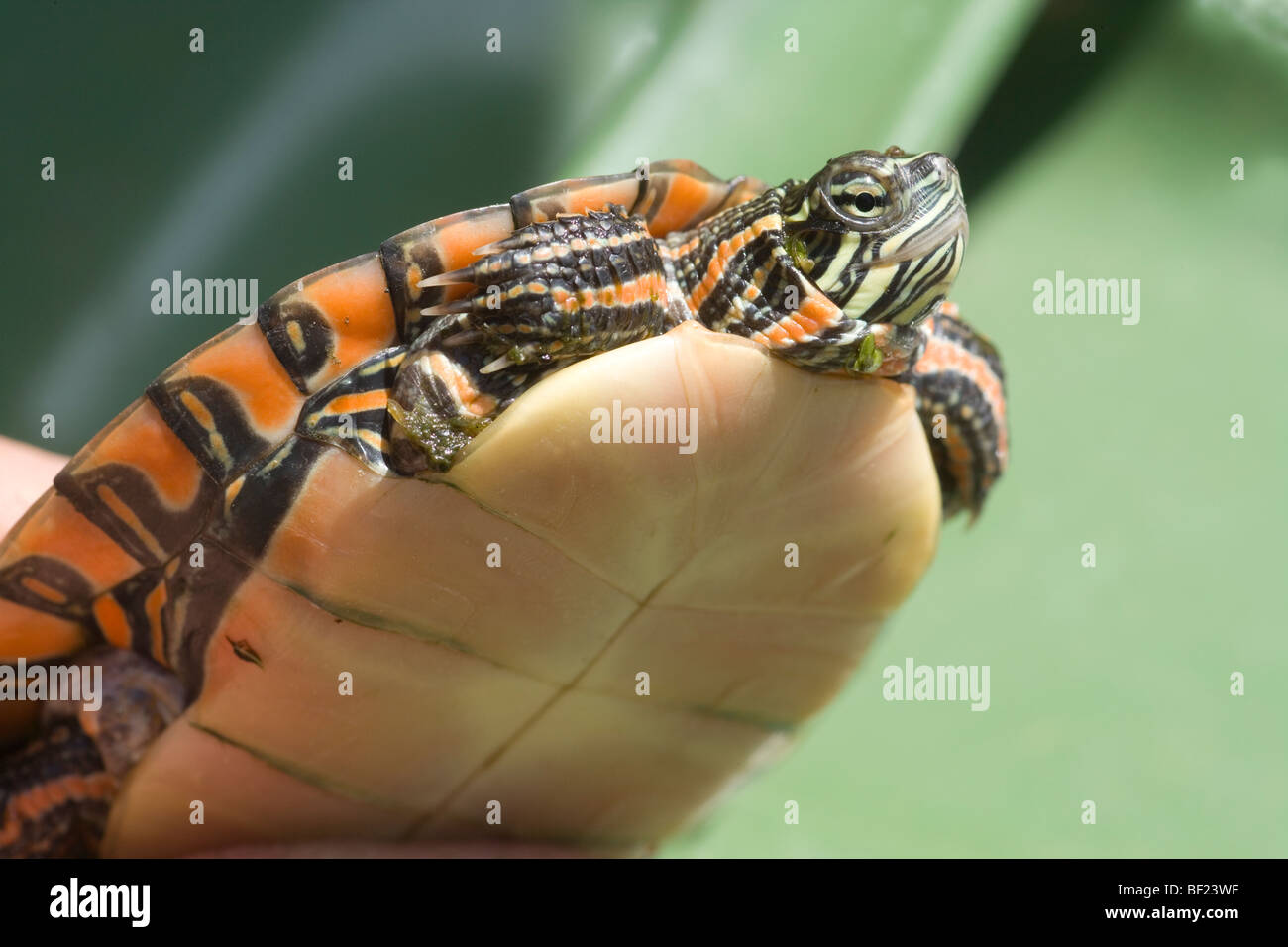 Southern Painted Turtle (Chrysemys picta dorsalis). Showing plain