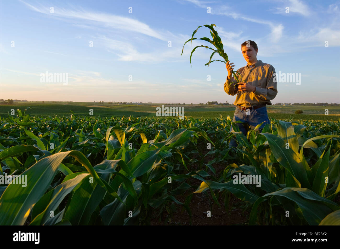 Young Corn Crop Rows Usa High Resolution Stock Photography and Images ...