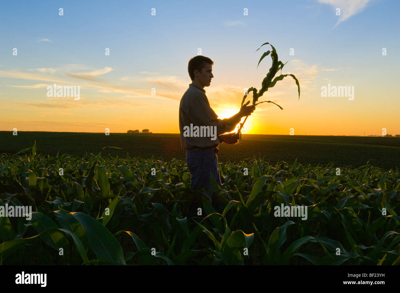 Young Corn Crop Rows Usa High Resolution Stock Photography and Images ...