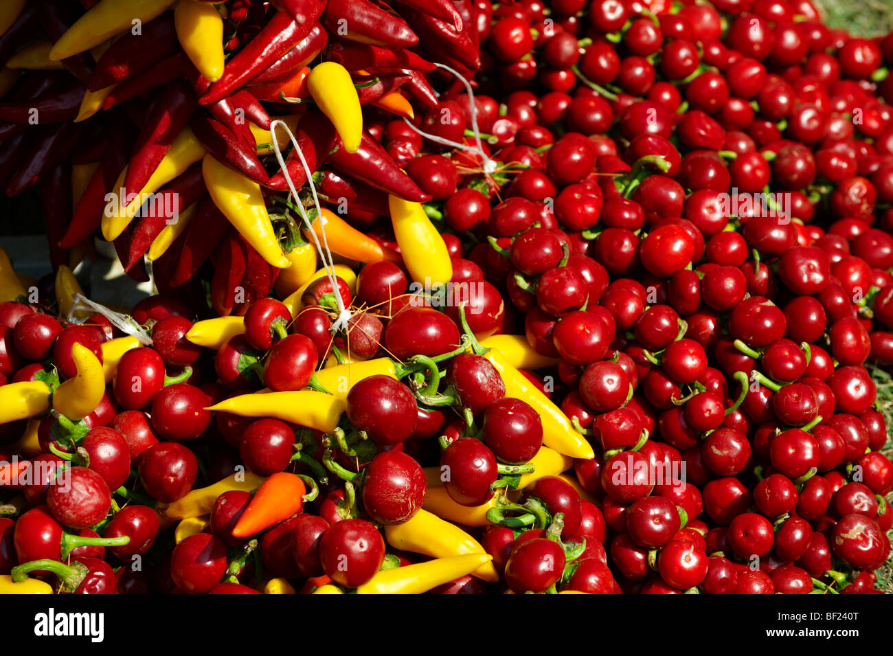 Capsicum annuum or chili peppers drying to make Hungarian paprika