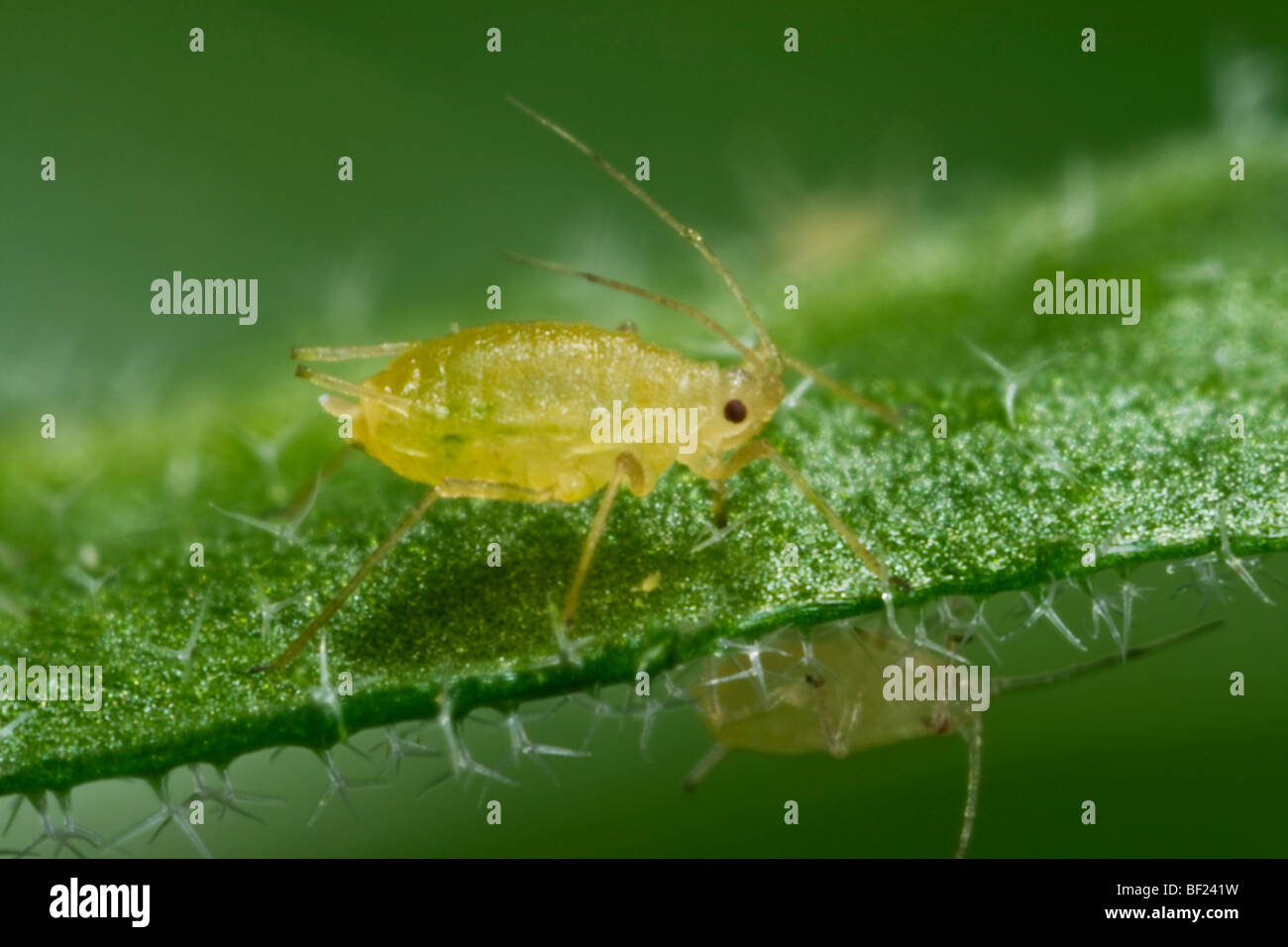 Agriculture - Green peach aphid adult (Myzus persicae) on a leaf, side view / California, USA. Stock Photo