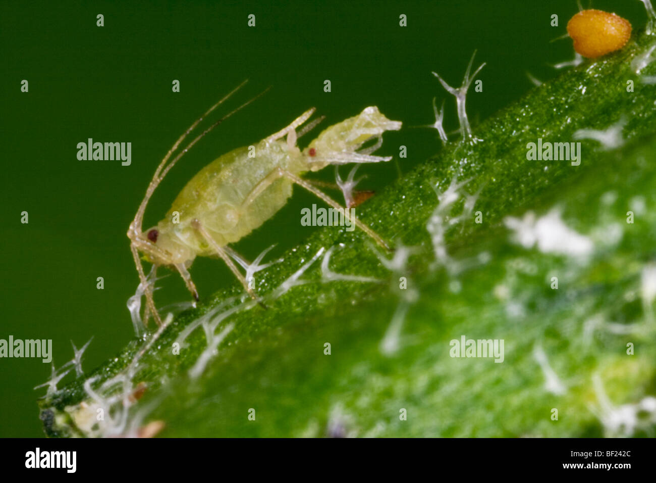 Agriculture - Green peach aphid adult female (Myzus persicae) giving live birth on a leaf, side view / California, USA. Stock Photo