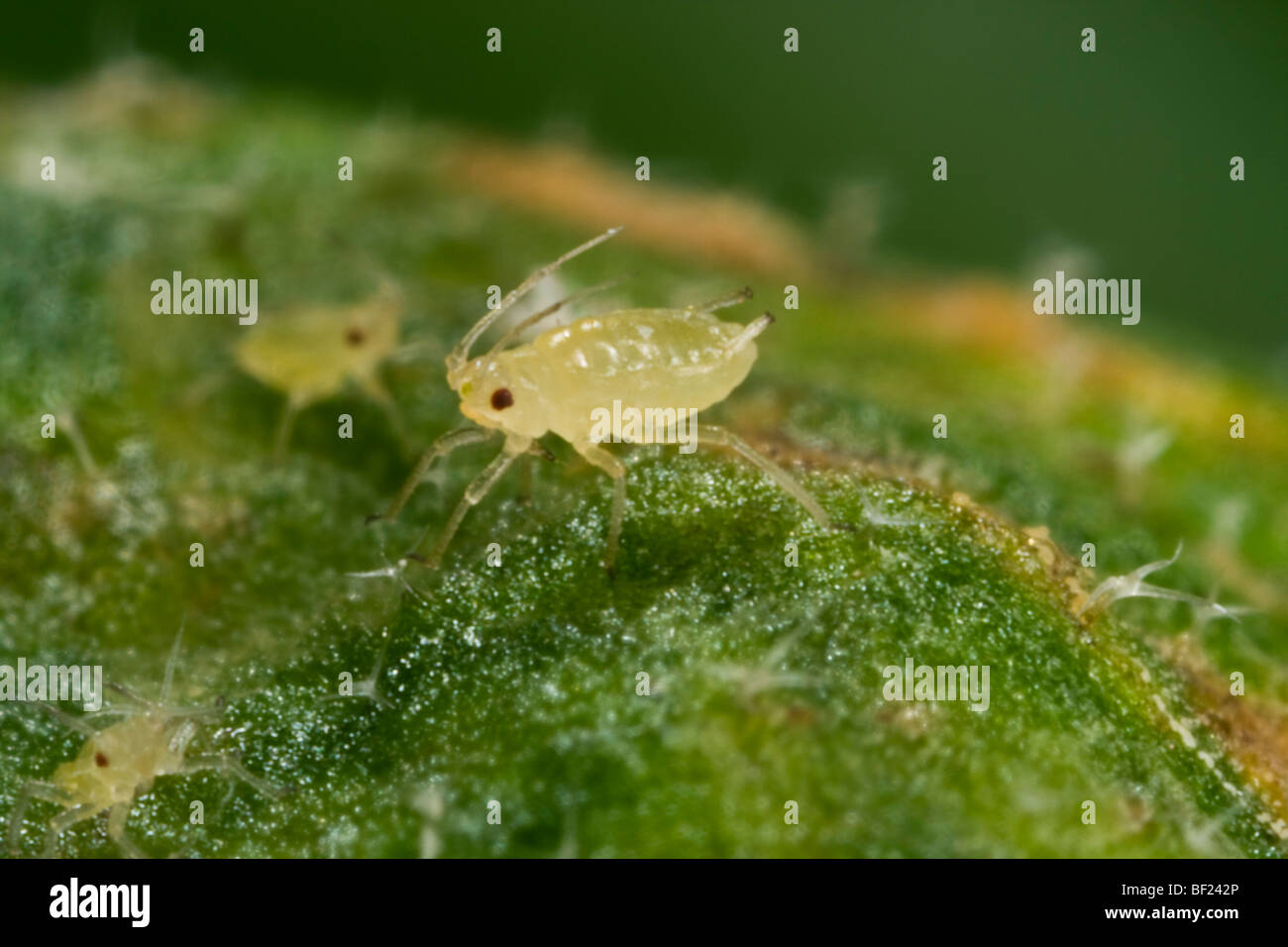Agriculture - Green peach aphid nymphs (Myzus persicae) on a leaf, side view / California, USA. Stock Photo