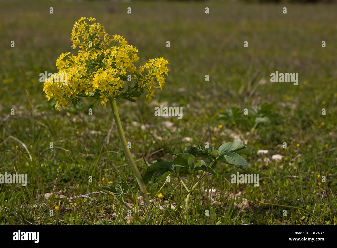 Leontice leontopetalum - very rare cornfield weed in eastern Europe, more common in Turkey Stock Photo