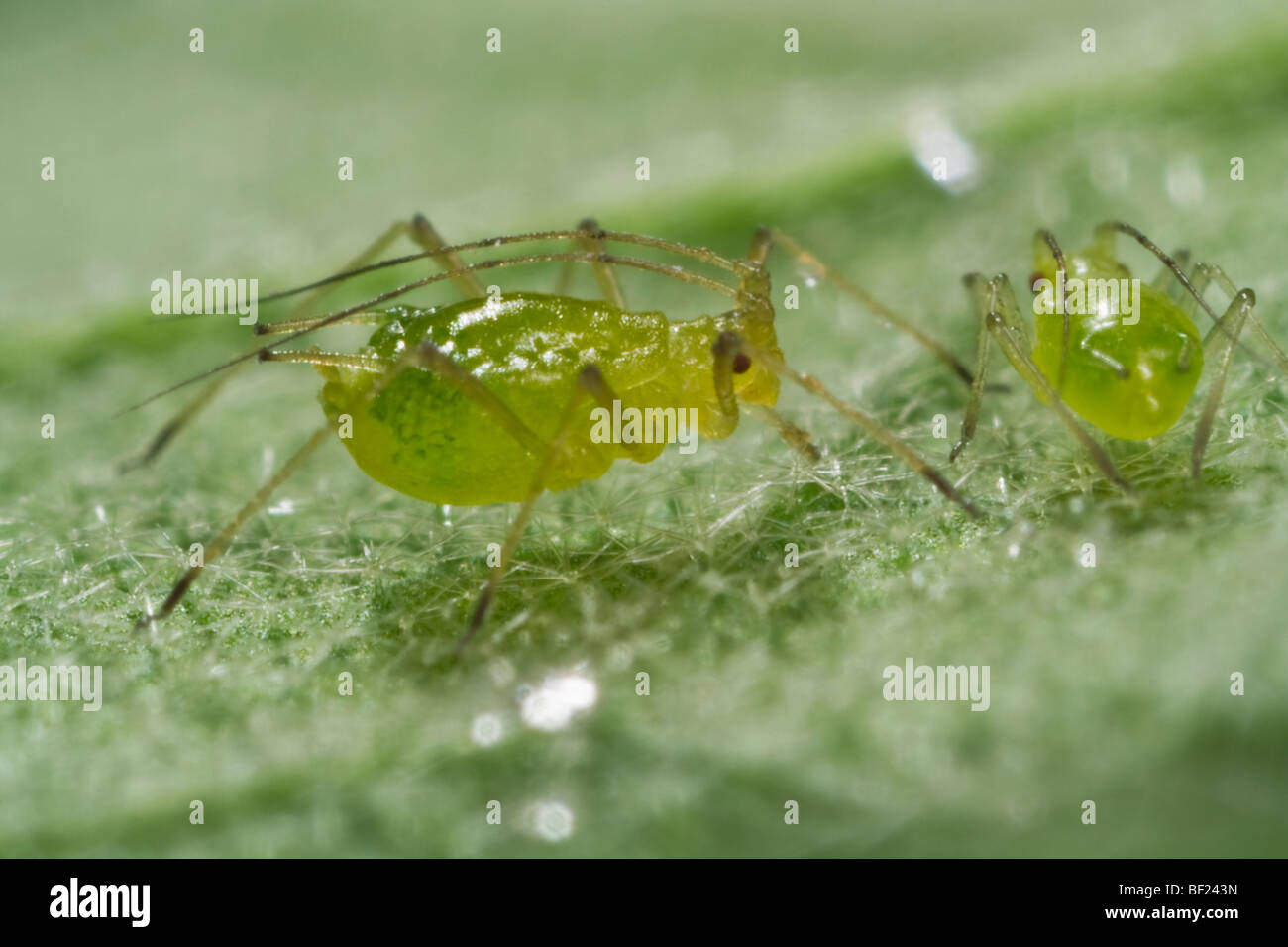 Agriculture - Green peach aphid adults (Myzus persicae) on a leaf, side and posterior views / California, USA. Stock Photo