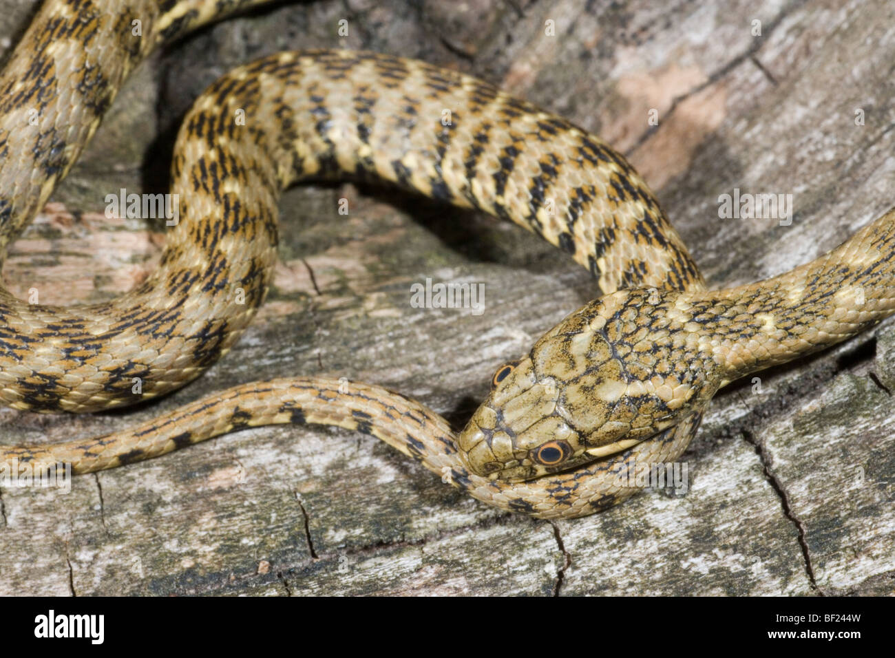 Viperine Snake (Natrix maura). SW Europe. North Africa. When moving, could be mistaken for a viper species by the markings. In fact harmless to people. Stock Photo