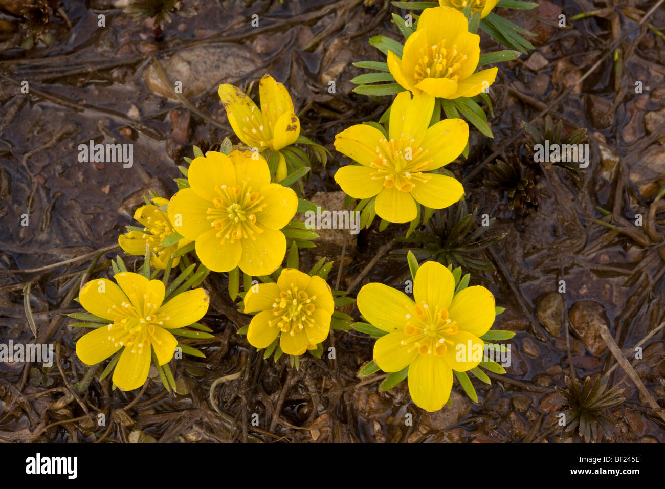 Winter Aconite Eranthis hyemalis, in large-flowered form known as Eranthis cilicicus, at snow-line, Taurus Mountains, Turkey Stock Photo