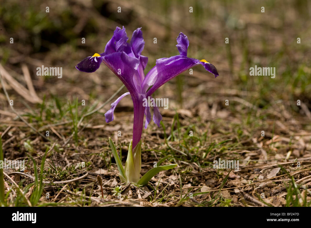 A dwarf iris, Iris galatica, Taurus mountains, Turkey Stock Photo